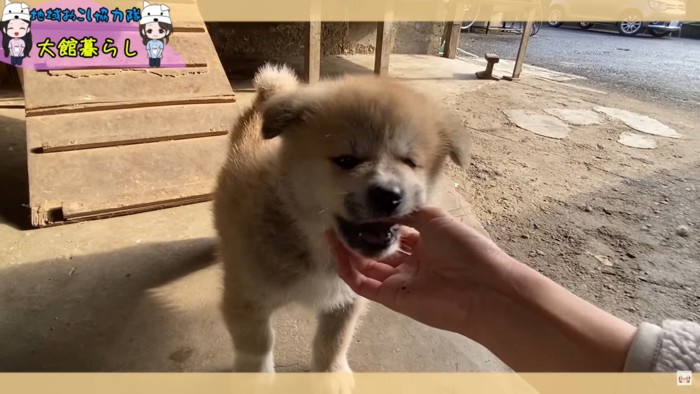 手を甘がみする仔犬