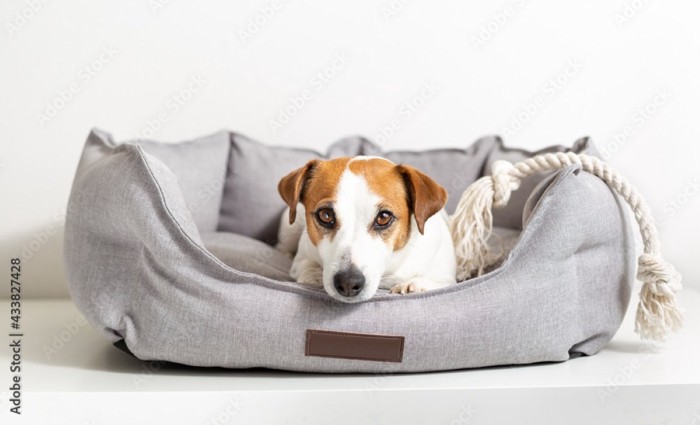 ベッドに座る子犬