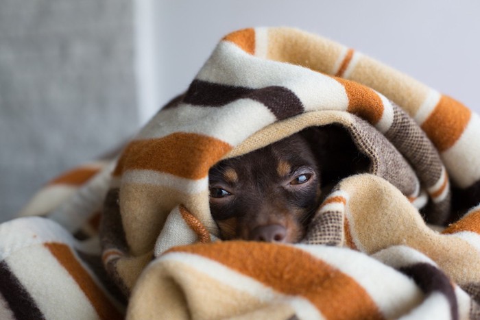 毛布にくるまって眠り続ける犬