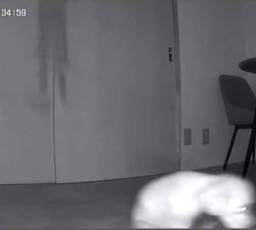 跳んだりお尻を引きずったりしている小型犬達