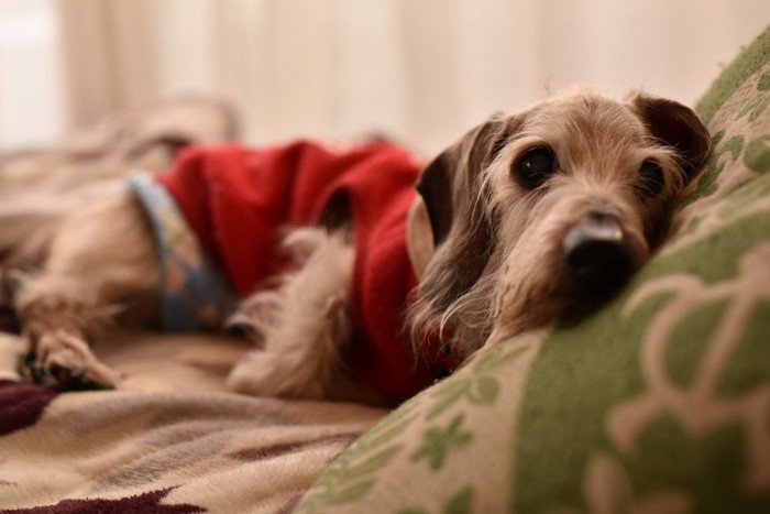 横になる老犬