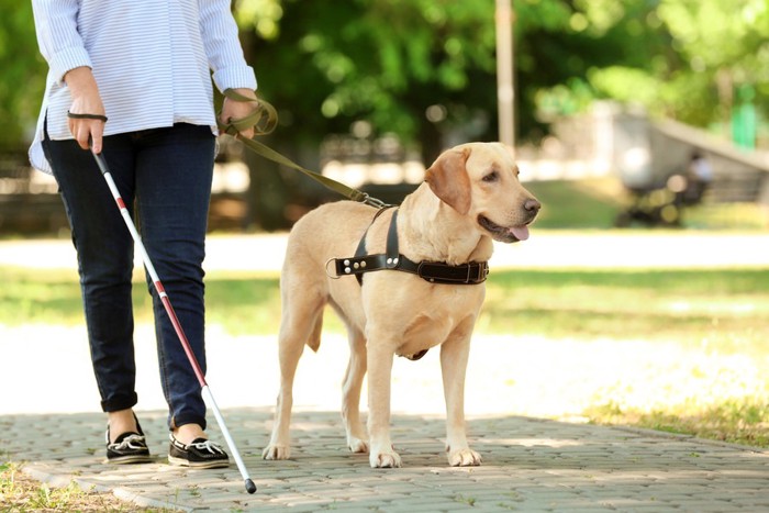 盲導犬と歩く女性