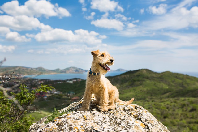 見晴らしのいい山にいる犬