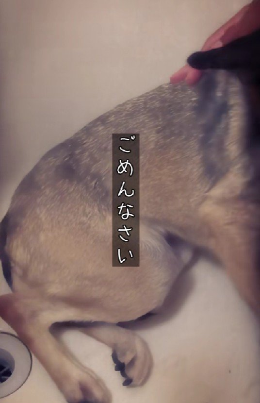 お風呂場で怯えるアッチャン