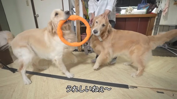 大型犬兄弟をお風呂へ！