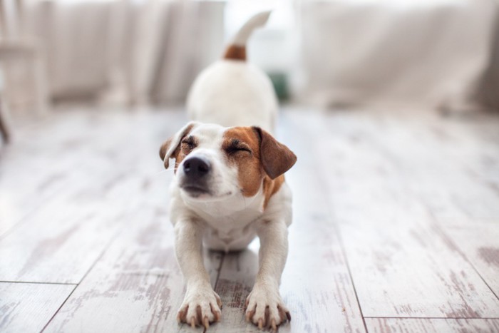 目を閉じて伸びをする垂れ耳の犬