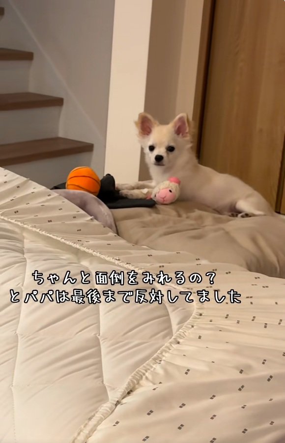 布団の上のソラくん
