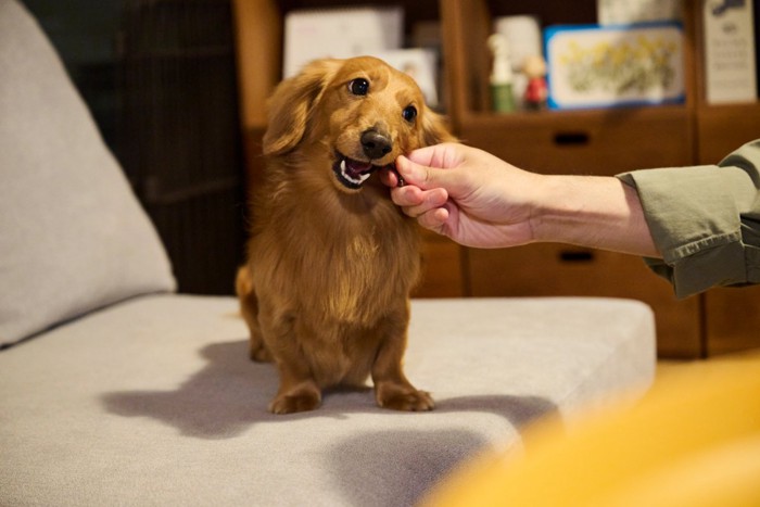 おやつをもらう犬
