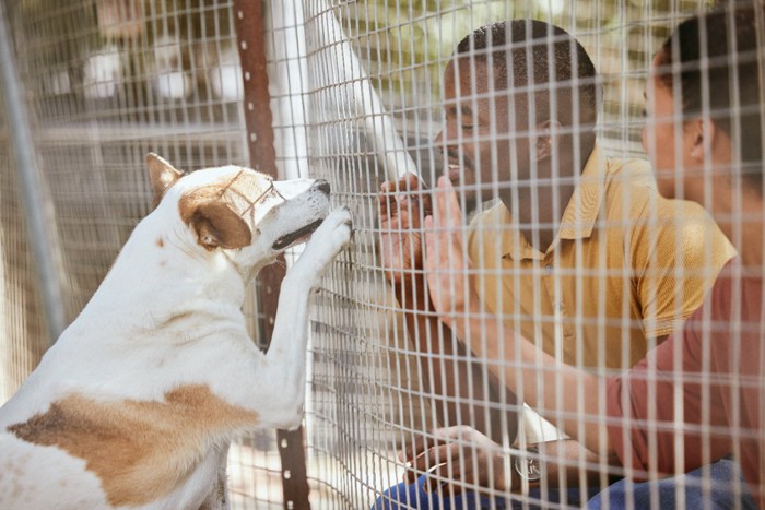 シェルターで対面する犬とカップル