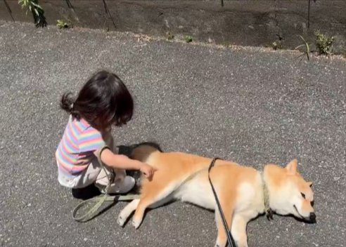 拒否柴