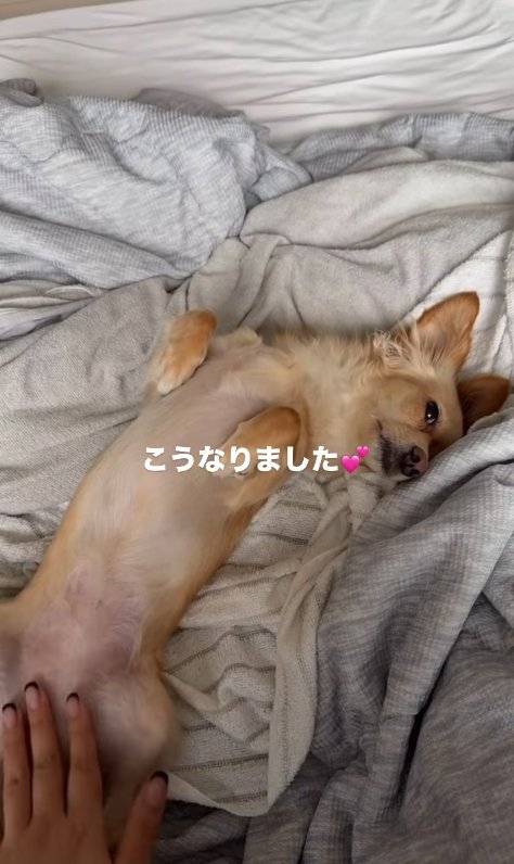 安心して寝そべる小型犬