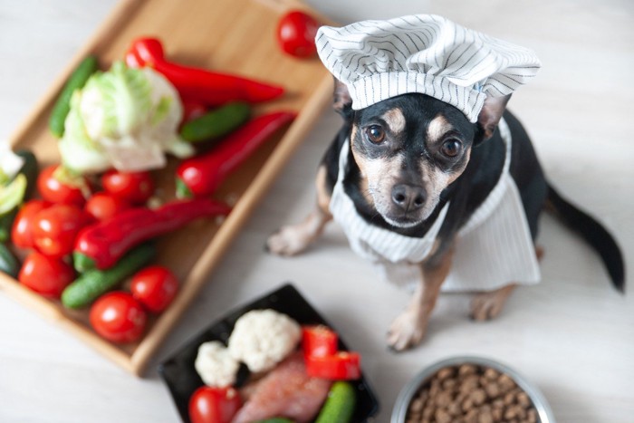 野菜に囲まれシェフ姿の犬