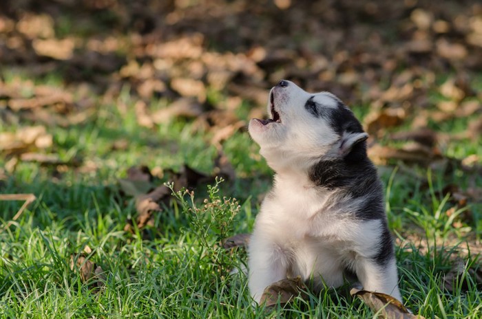 芝生で吠えるハスキーの子犬