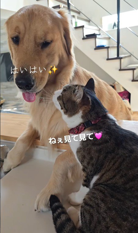 熱い視線を送っています