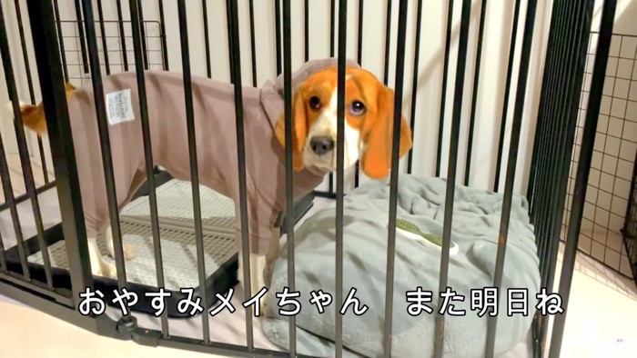 寝たくないメイちゃんVS飼い主さん10