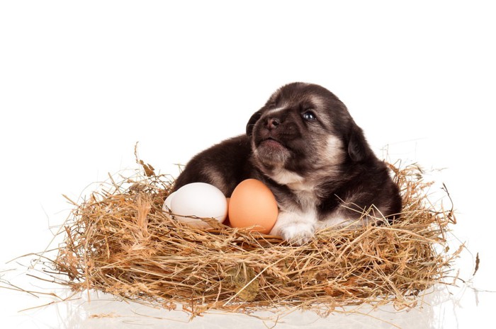 卵を温める子犬