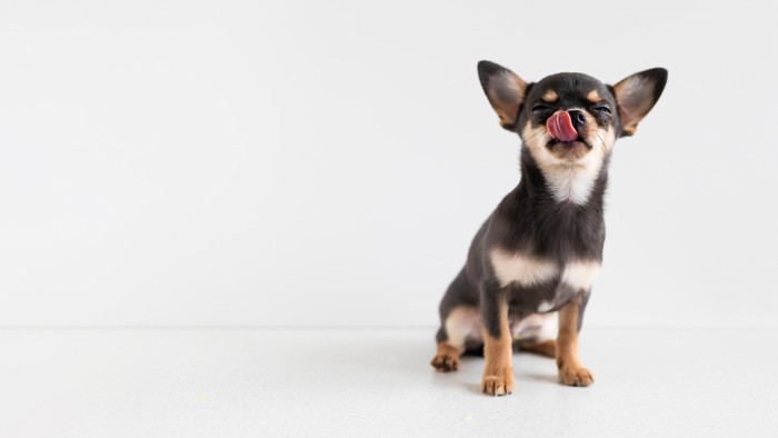 舌を出して満足気に自分の口周りを舐めている犬