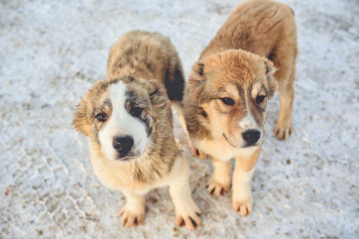 ロシアの犬たち