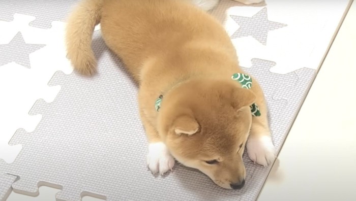 伏せた子犬