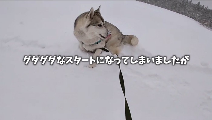 リードが足に絡みついたハスキー犬