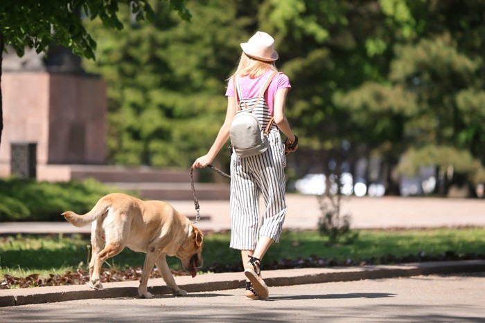 お散歩中の女性とラブラドールレトリーバーの後ろ姿