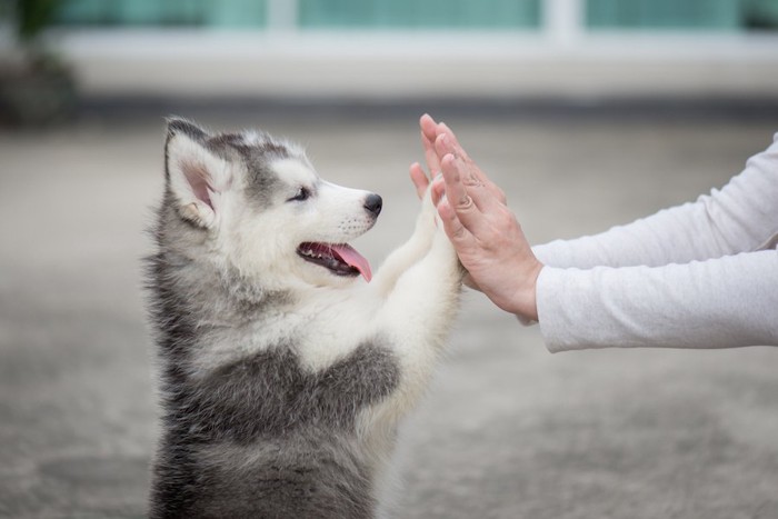 ハイタッチをする人と子犬