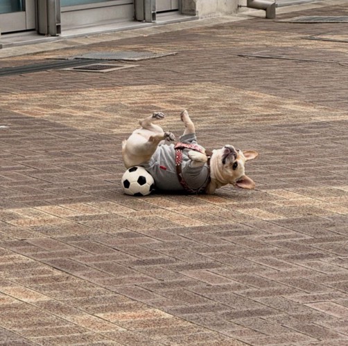 ボールと一緒にゴロゴロ…