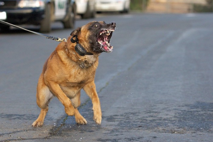 口を大きくあけて威嚇する茶の犬
