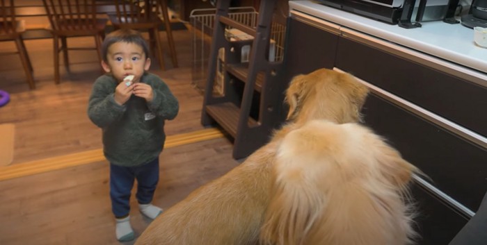 リンゴを食べる子供を見つめる2匹のゴールデン