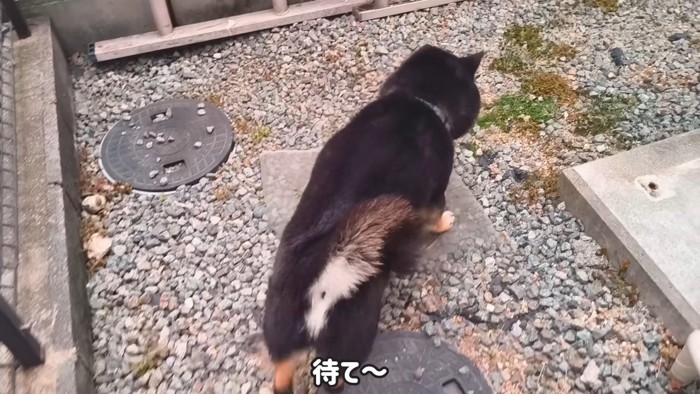 逃げるくろた君
