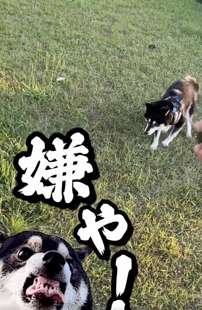「戦いたいんやぁ」
