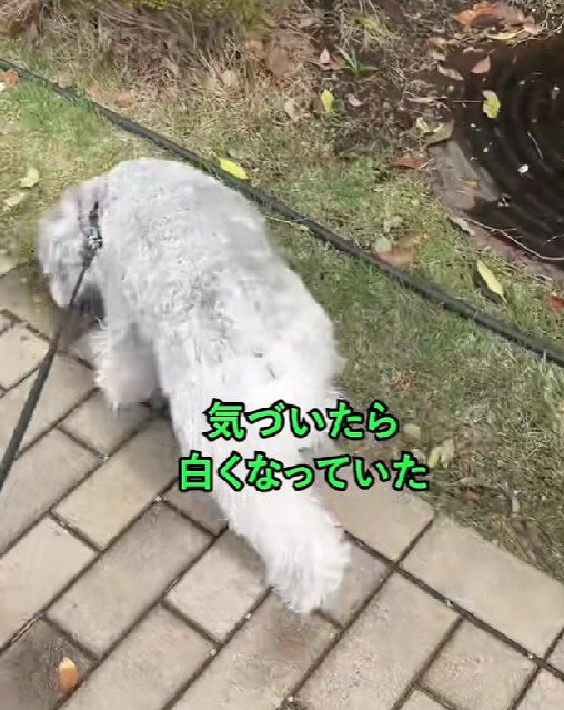 真っ白になっちゃった！！