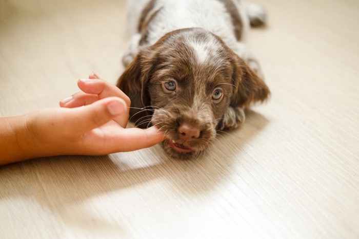 人の指を噛む子犬