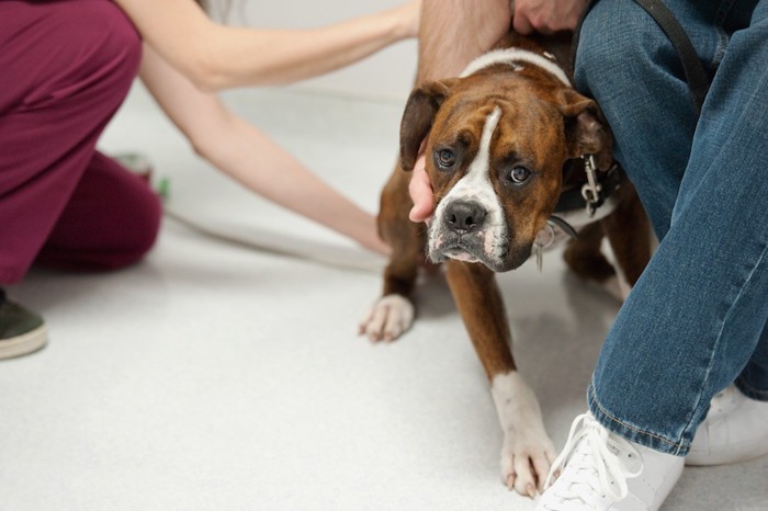 人に触られて嫌がるボクサー犬