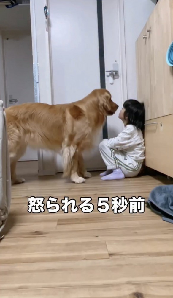 向き合う犬と女の子