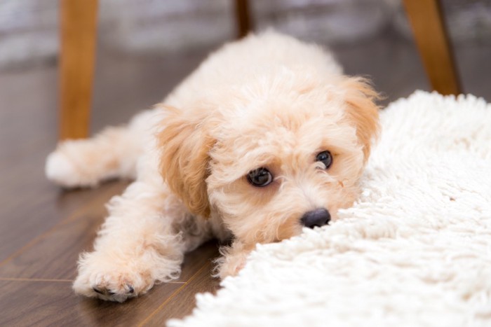 床に伏せる子犬