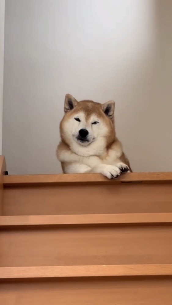 階段の上から見下ろす柴犬