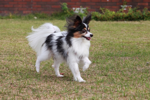 歩いているパピヨン