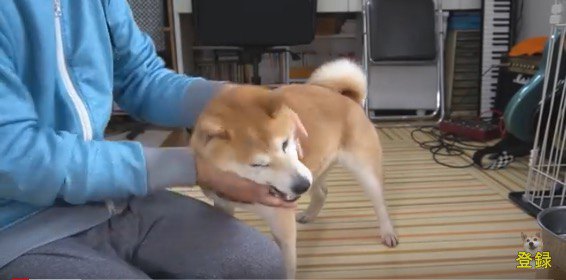 ご満悦な柴犬