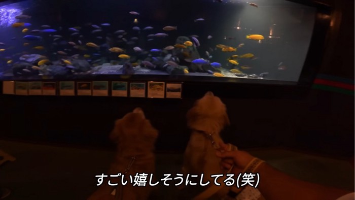 魚を見る2匹の犬