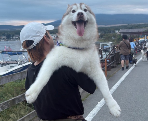 抱っこされて嬉しそうな犬