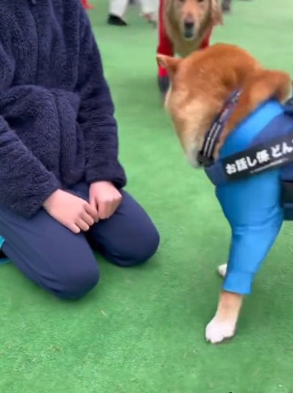 ふたりに近づくゴールデンレトリバー