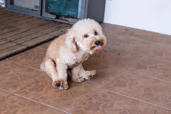 お尻を床に擦り付ける犬