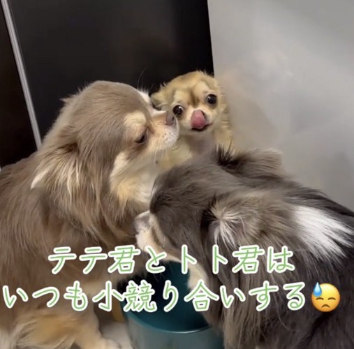 2匹に挟まれて鼻を舐める犬