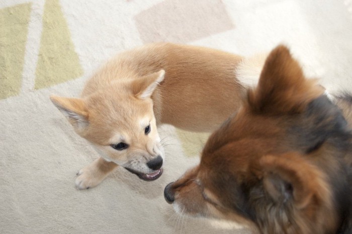 喧嘩しているような柴犬のパピーと中型犬