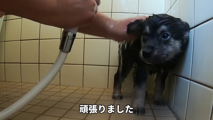 だんだん慣れてきたよ！