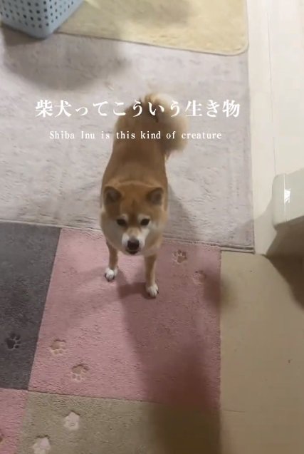 尻尾を振るこまりちゃん
