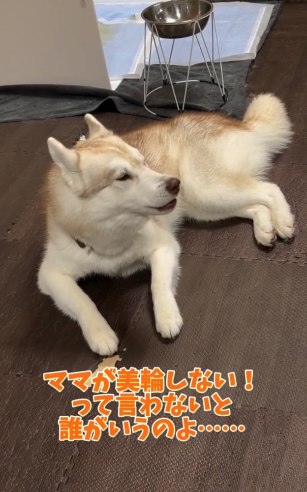 吠えるハスキー