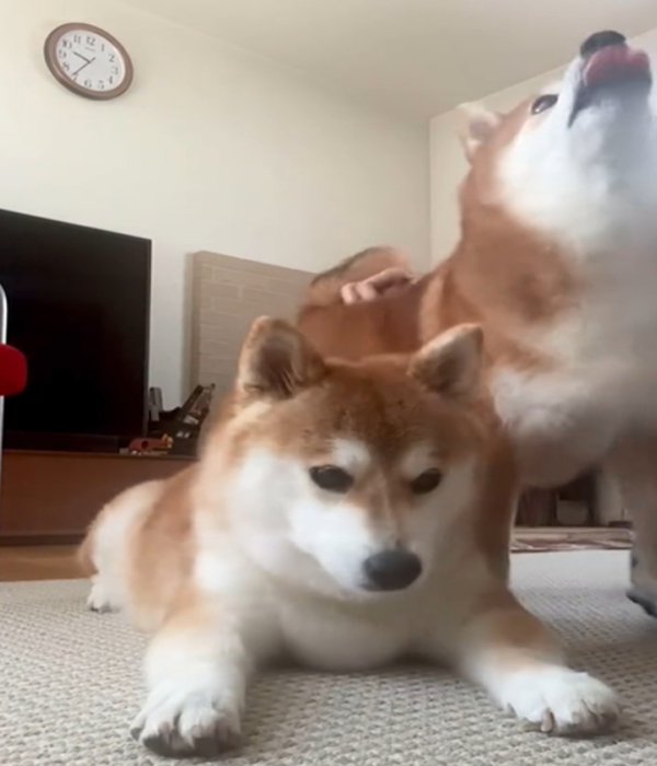 うつむく犬2