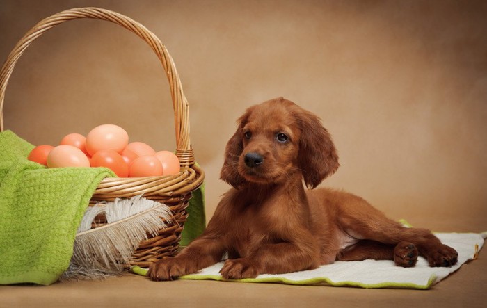 卵の入ったバスケットと犬